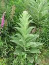 Mol&egrave;ne ou Bouillon blanc (Verbascum thapsus), photo  2.