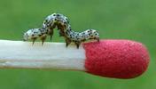 La Brèche ou Cucullie du bouillon blanc (Cucullia verbasci), chenilles en fin de 2e stade, photo 2.