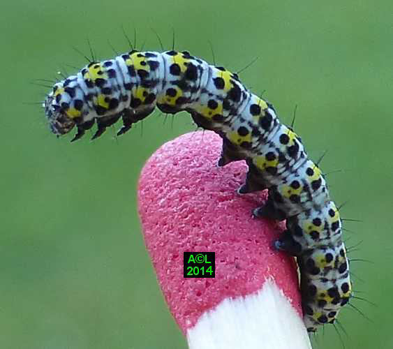 La Brèche ou Cucullie du bouillon blanc (Cucullia verbasci) biologie