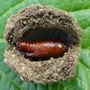 La Br&egrave;che ou Cucullie du bouillon blanc (Cucullia verbasci),  avec cocon ouvert et chrysalide, photo 1.