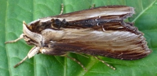 La Br&egrave;che ou Cucullie du bouillon blanc (Cucullia verbasci), adulte.