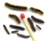 chenilles &agrave; divers stades