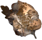 sortie d'hivernage des chenilles du Cul-brun (Euproctis chrysorrhoea)