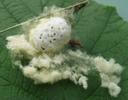 Cocon collectif  d'Apanteles (Hyménoptères parasites), après ouverture, photo 2