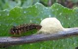 Chenille de Cul-brun Euproctis chrysorrhoea) parasitée par des apanteles