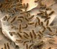 Bombyx Cul-brun (Euproctis chrysorrhoea), jeunes chenilles sortant du nid d'hivernage.