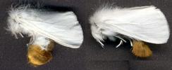 Couple de Bombyx cul-brun (Euproctis chrysorrhoea)