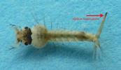 Moustique commun (Culex pipiens), Moustique commun (Culex pipiens),  morphologie de la larve.