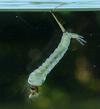 Moustique commun (Culex pipiens), Moustique commun (Culex pipiens),  larve &agrave; terme, in situ, photo 1.