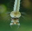 Moustique commun (Culex pipiens), Moustique commun (Culex pipiens),  avant corps de la larve.