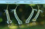 Moustique commun (Culex pipiens), Moustique commun (Culex pipiens),  larves à terme, in situ, photo 3..
