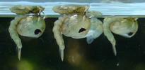 Moustique commun (Culex pipiens), Moustique commun (Culex pipiens), trio de nymphes.