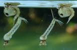Moustique commun (Culex pipiens), Moustique commun (Culex pipiens),  larves et nymphes, photo 1.
