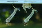 Moustique commun (Culex pipiens), Moustique commun (Culex pipiens),  larves et nymphes, photo 2.