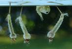 Moustique commun (Culex pipiens), Moustique commun (Culex pipiens),  larves et nymphes, photo 3.