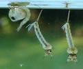 Moustique commun (Culex pipiens), Moustique commun (Culex pipiens),  larves et nymphes, photo  5