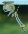 Moustique commun (Culex pipiens), Moustique commun (Culex pipiens),  larves et nymphes, photo 16