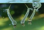 Moustique commun (Culex pipiens), Moustique commun (Culex pipiens),  larves et nymphes, photo 7