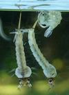 Moustique commun (Culex pipiens), Moustique commun (Culex pipiens), larves et nymphes, photo 8.