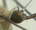 Moustique commun (Culex pipiens), l'oeil à facettes.