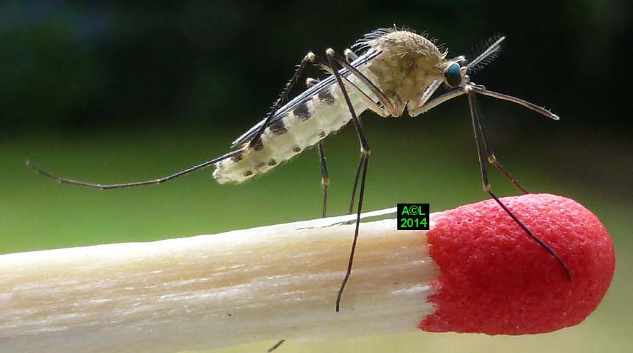 Le moustique Culex