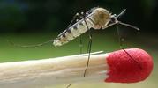 Moustique commun (Culex pipiens), adulte, sur allumette / échelle.
