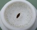 Moustique commun (Culex pipiens), Moustique commun (Culex pipiens),   larvules venant d'éclore  (pour comparaison avec suivante)