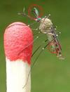 Moustique commun (Culex pipiens), dimorphisme sexuel du mâle, photo 2