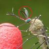 Moustique commun (Culex pipiens), dimorphisme sexuel du mâle, photo 1.