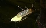 Moustique commun (Culex pipiens),  femelle &agrave; pondre, photo 1.