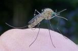 Moustique commun (Culex pipiens), Moustique commun (Culex pipiens), émergence de l'adulte, photo 4.