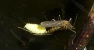 Moustique commun (Culex pipiens),  femelle &agrave; pondre, photo 2.