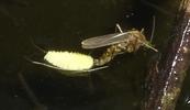 Moustique commun (Culex pipiens),  femelle &agrave; pondre, photo 3.