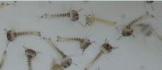 Moustique commun (Culex pipiens), Moustique commun (Culex pipiens),  larvules venant d'éclore.
