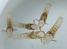 Moustique commun (Culex pipiens), Moustique commun (Culex pipiens), mues imaginales flottantes.