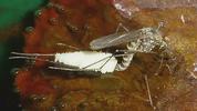 Moustique commun (Culex pipiens),  femelle à pondre, photo 4.