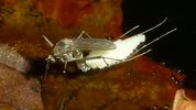 Moustique commun (Culex pipiens),  femelle à pondre, photo 5.