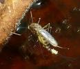 Moustique commun (Culex pipiens),  femelle &agrave; pondre, photo 8.