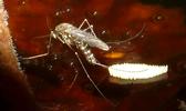 Moustique commun (Culex pipiens), femelle à pondre, photo 9.