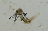 Moustique commun (Culex pipiens), Moustique commun (Culex pipiens), émergence de l'adulte, photo 5.