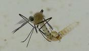 Moustique commun (Culex pipiens), Moustique commun (Culex pipiens),  émergence de l'adulte, photo 6.