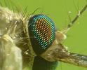 Moustique commun (Culex pipiens), l'oeil à facettes, photo 2.