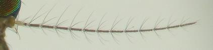 Moustique commun (Culex pipiens),  antenne de la femelle.