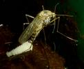 Moustique commun (Culex pipiens),  femelle &agrave; pondre, photo 8.