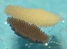 Moustique commun (Culex pipiens), Moustique commun (Culex pipiens), duo comparatif ponte grise et ponte blanche..
