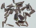 Moustique commun (Culex pipiens), Moustique commun (Culex pipiens),  détail des ouvertures sur oeufs éclos.