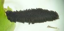 Moustique commun (Culex pipiens), ponte en gros plan, photo 2.