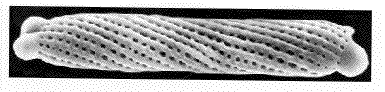 diffuseur des poils androconiaux (microscopie à balayage)