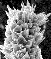 trompe de gonepteryx cleopatra (microscopie à balayage)