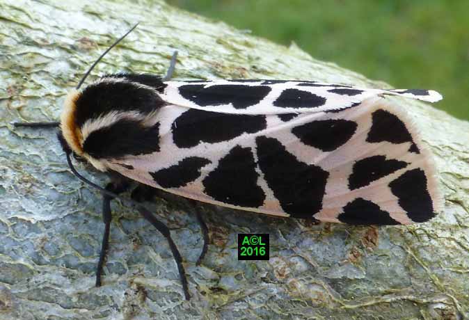 L Ecaille Tessell e Ou Ecaille Pudique Cymbalophora Pudica Biologie 